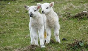 Lambs in Springtime